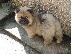 PoulaTo: chow chow